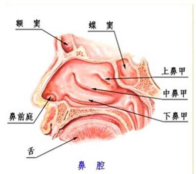 郑州鼻中隔偏曲如何治疗？