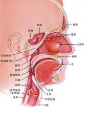 急性鼻炎拖延不治导致慢性鼻炎