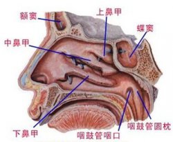 慢性咽炎拖治有哪些危害？慢性咽炎怎么办？