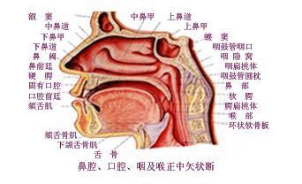 郑州民生耳鼻喉医院 其他专科 鼻咽炎 鼻咽炎的症状 温馨提示